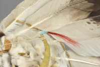 Nez%20Perce%20artist%2C%20%3Cb%3E%3Ci%3E%20Headdress%3C%2Fi%3E%3C%2Fb%3E%2C%20ca.%201885%2C%20ermine%2C%20felt%2C%20and%20feathers%2C%20The%20Elizabeth%20Cole%20Butler%20Collection%2C%20no%20known%20copyright%20restrictions%2C%2085.113.8